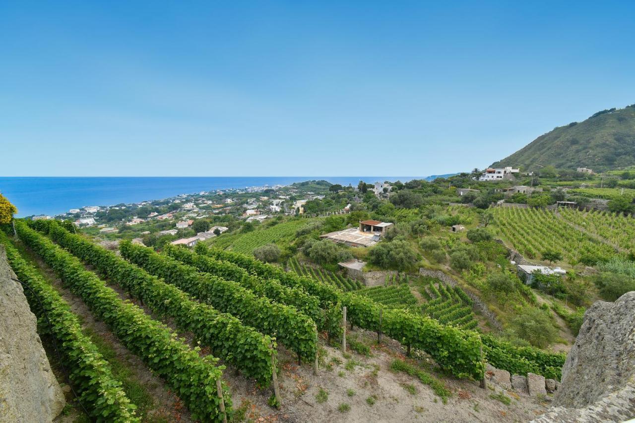 Tenuta C'Est La Vie Forio di Ischia 外观 照片